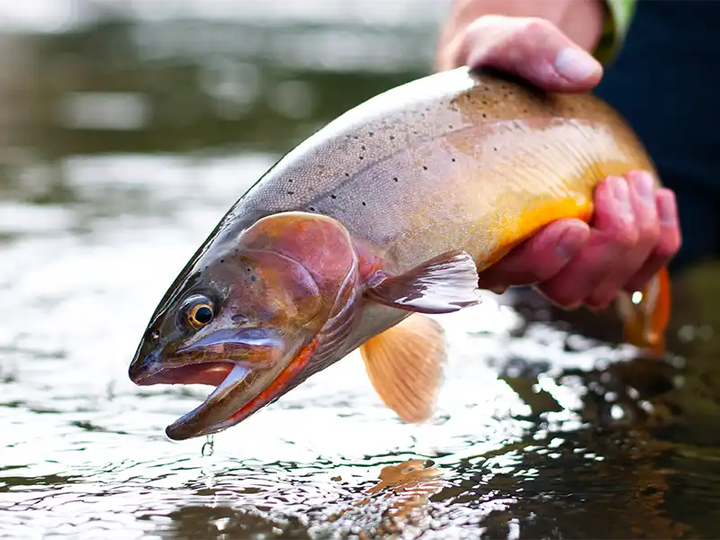Fly Fishing Packages 4