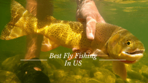 Image of large trout in Greys River in Wyoming near Swan Valley Idaho- best fly fishing US.