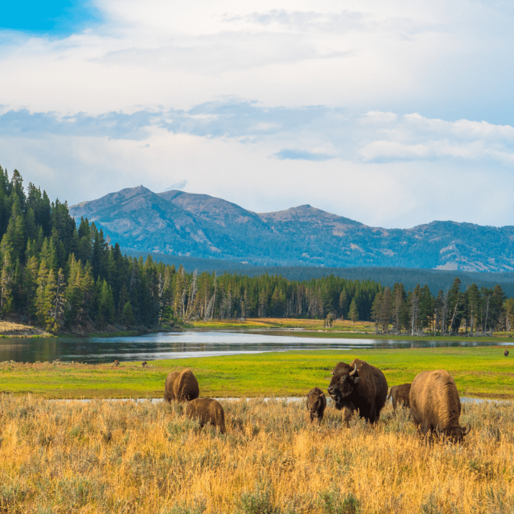 Image of bison in field at Yellowstone National Parl