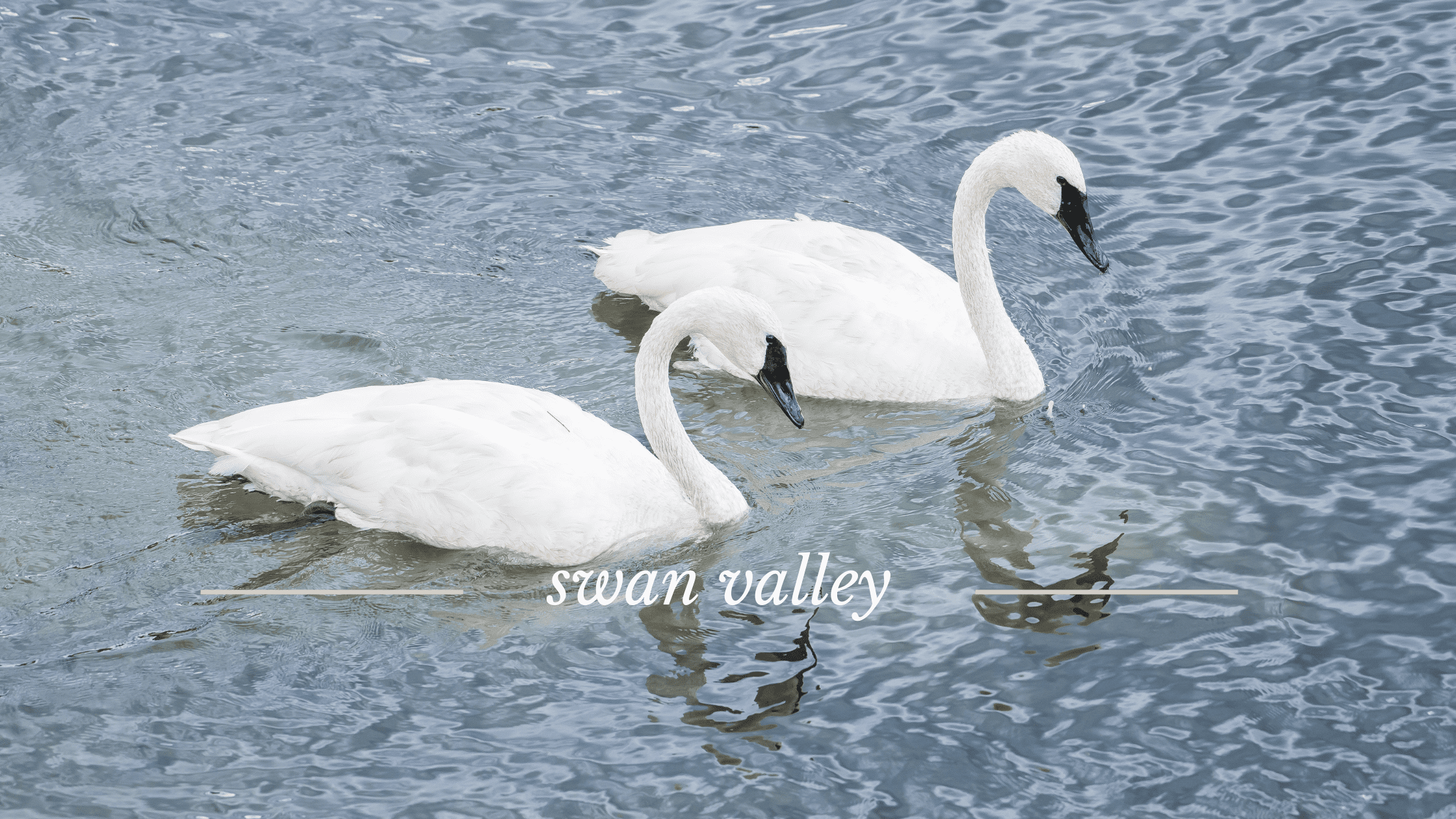 Image of 2 trumpeter swans in swan valley idaho on southfork of the snake river