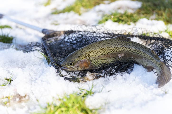 Image of Catching a brown trout in the river during winter